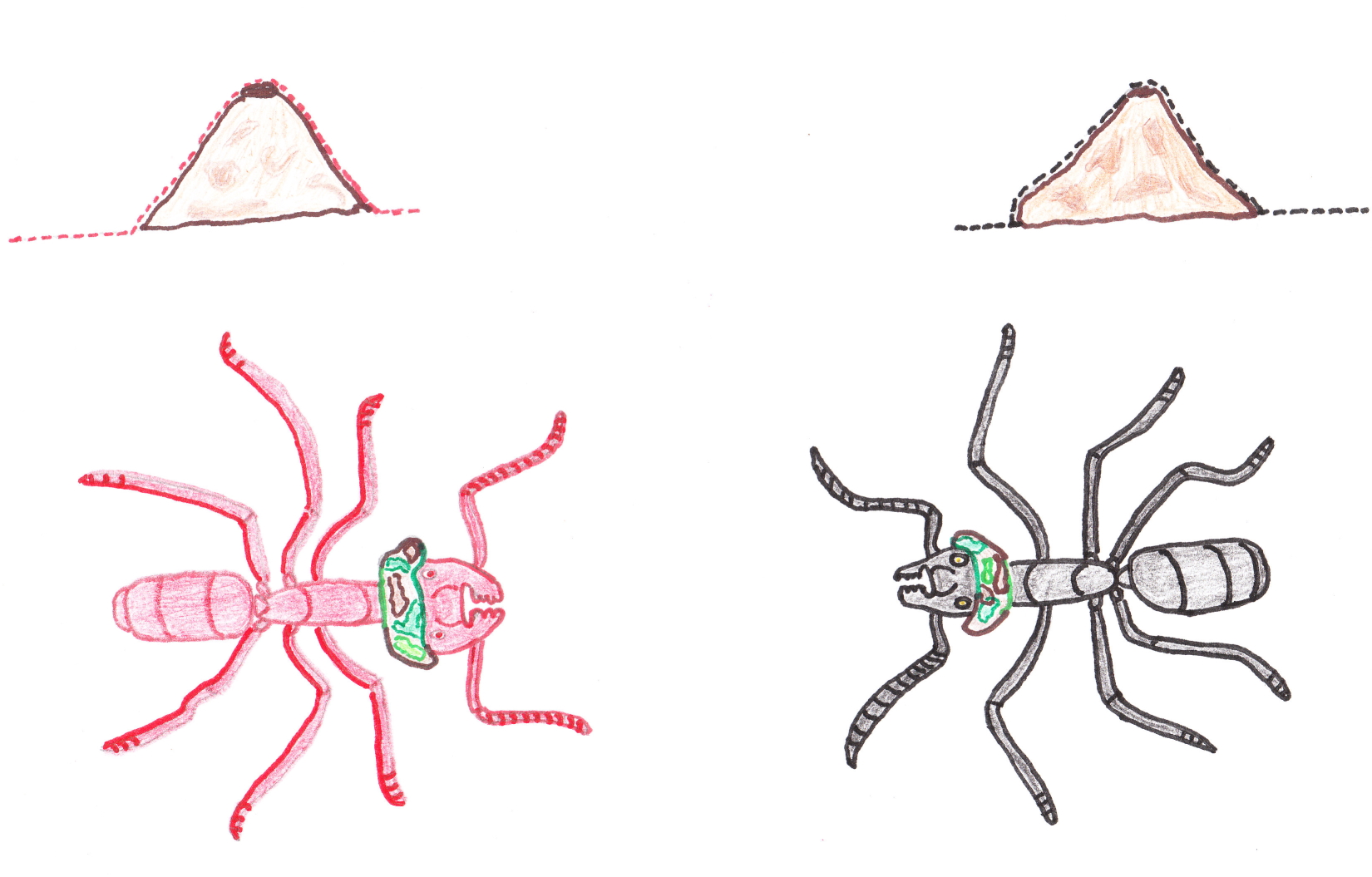 How to play Army Ants